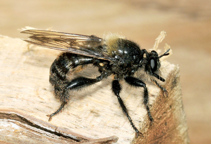 Laphria ephippium (Asilidae)